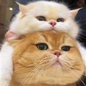 Yo