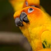 Fi