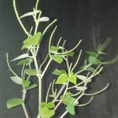 Kế