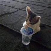 Vũ đ