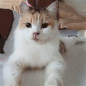 Cờ