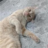 Bó