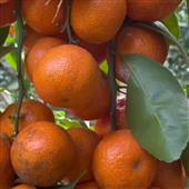 Cổng