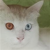 BÁ