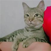 VUA 