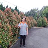 Mơ