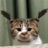 Đặt 