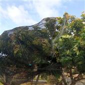 Dự