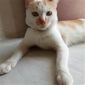Bả