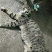 Các 