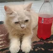 Mo