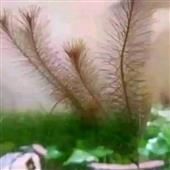 Kèo 
