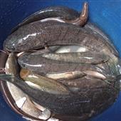 UE