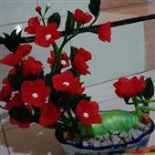 Bầu 