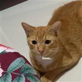 Bả