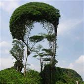 Qu