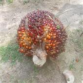 phươ
