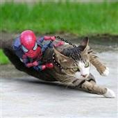 Kèo 