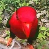 An