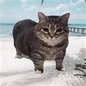 Kèo 