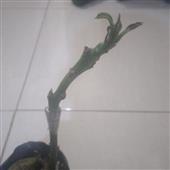 Lâu 