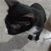 Ki