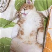 Vợt 