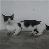 Gấ