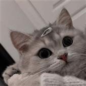 đơ
