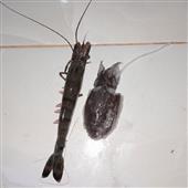 Vò