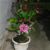 Lập 