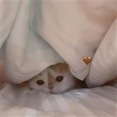 Kè