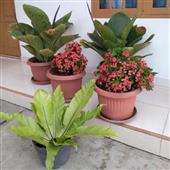 Sự