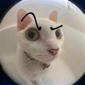 Đê