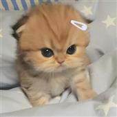 Cu