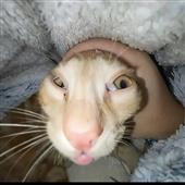 Gi