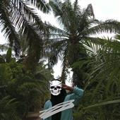 Cú