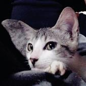 Nữ
