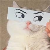Vi