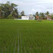 Kế
