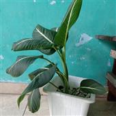 Tỷ l