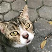 Ki