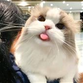 Tự