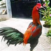 Vận 