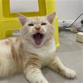 kt q