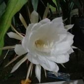 Phươ