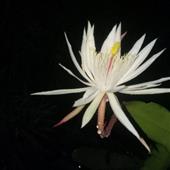 Lịch