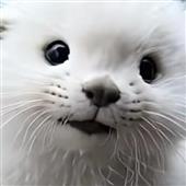 Thái