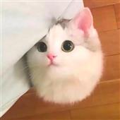Big 