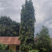 Nh